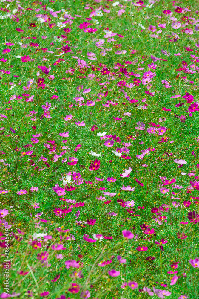 治部坂高原　コスモス畑の秋桜