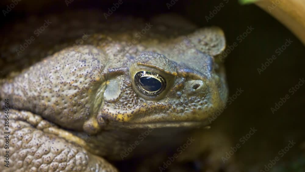 The big eyes of the cane toad with the brown scales The big eyes of the cane toad with the brown scales