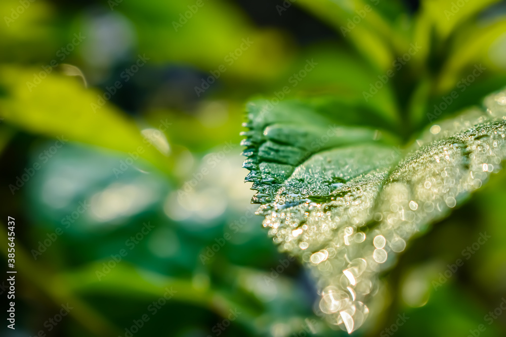 Morning sunlight fall on a wet green leaves close-up macro shot in the winter season. Morning sunlight fall on a wet green leaves close-up macro shot in the winter season.