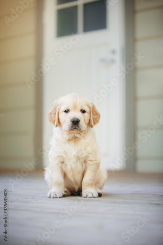 Golden retriever puppy at home. Dog in the interiors of the house. Pet indoors © annaav