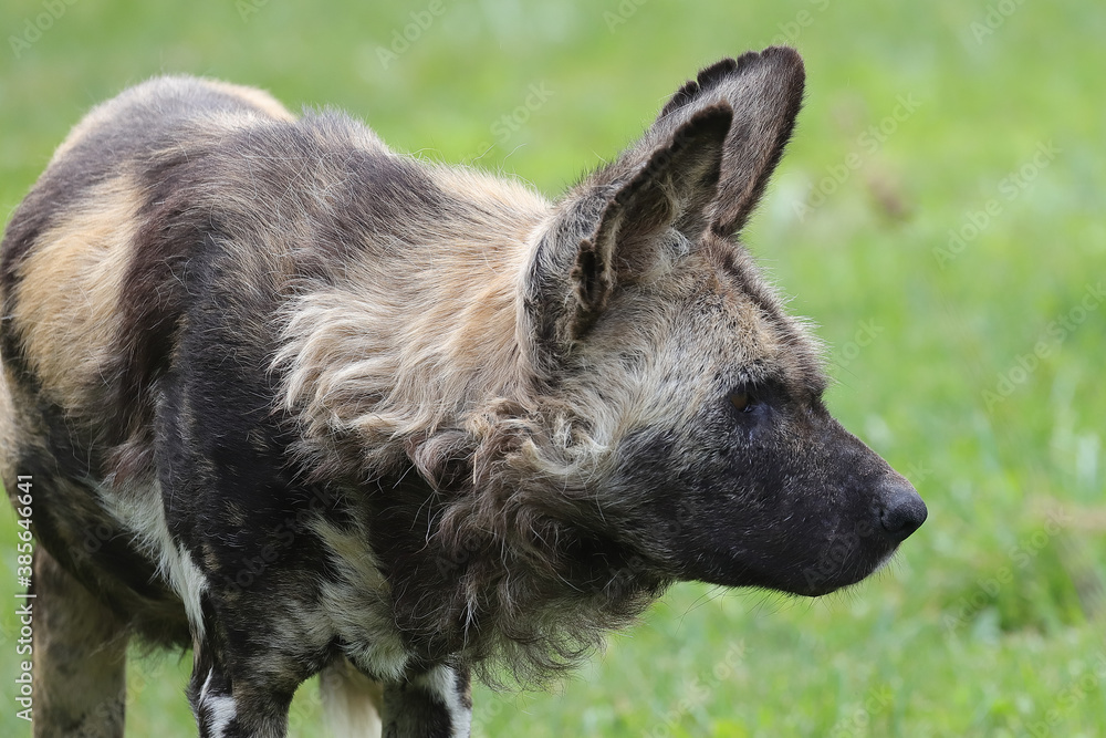 Captive African Wild or Painted Dog Captive African Wild or Painted Dog