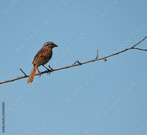 American Tree Sparrow Bird Perched on Bare Tree Branch with Blue Sky Background
