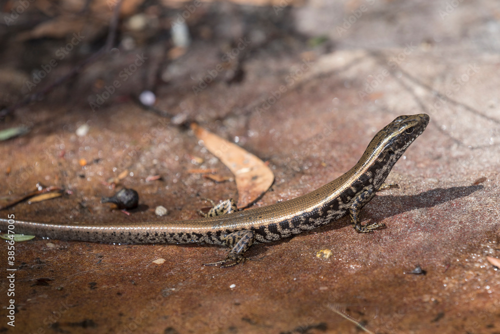 Eastern Water Skink basking on sandstone rock Eastern Water Skink basking on sandstone rock