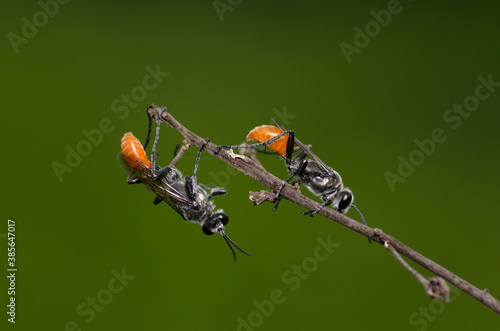 Sphecidae wasp on stalk with green background , Sphecid wasp macro bee © Rifki