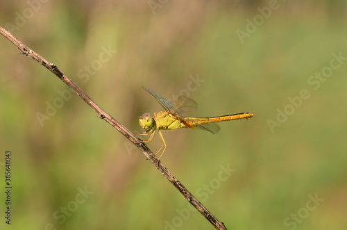Yellow Dragonfly on stalk with green background nature © Rifki