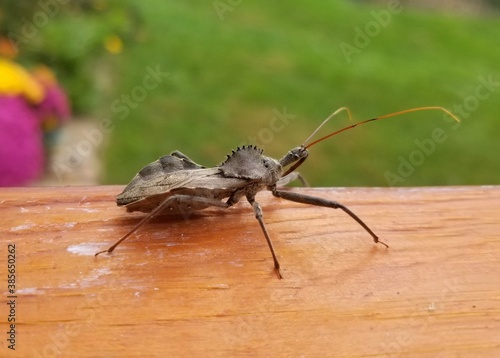 The wheel bug, the largest terrestrial true bug in North America