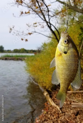 A sunfish caught and release from a pond