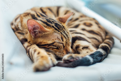 Cute golden bengal kitty cat laying windowsill and relaxing. © Smile