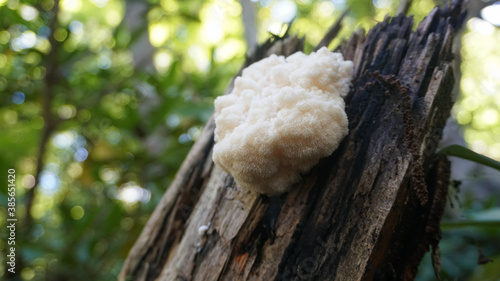 Wild Lion's Mane mushroom growing on a downed Beech tree. 