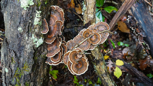 Photos Turkey Tail mushrooms ( Trametes versicolor ) growing wild