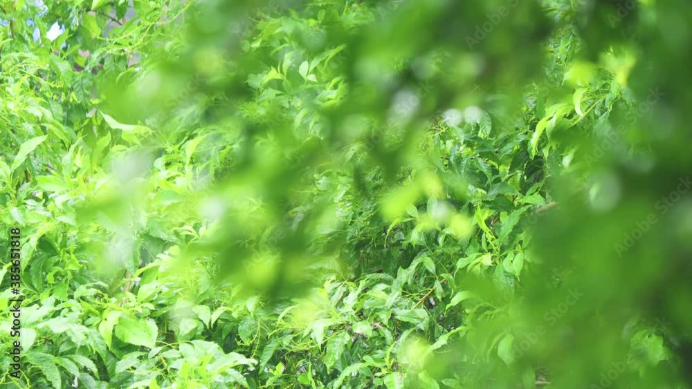 4K Close up raining over the tree. Close up raining over leaves on day time. Light rainfall over little tree. Green nature concept. 4K Close up raining over the tree. Close up raining over leaves on day time. Light rainfall over little tree. Green nature concept.