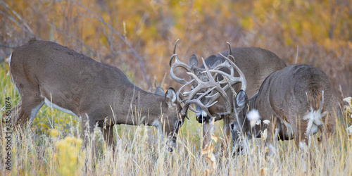 Three Bucks in Tussle