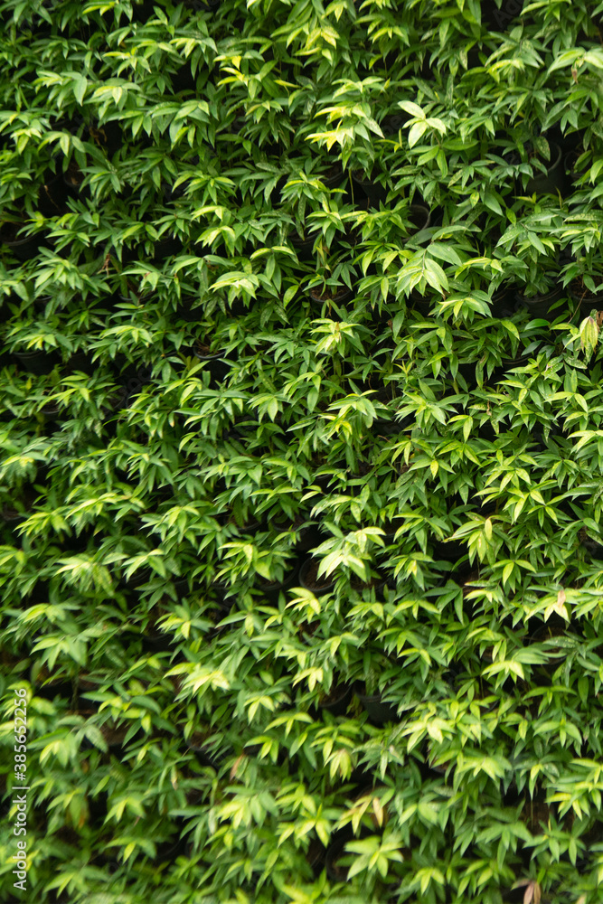 Green leaf texture background. Wallpaper leaf Surface natural green plants fresh wallpaper concept. Nature of green leaves pattern. Green leaf texture or leaf background. . Green leaf texture background. Wallpaper leaf Surface natural green plants fresh wallpaper concept. Nature of green leaves pattern. Green leaf texture or leaf background. .