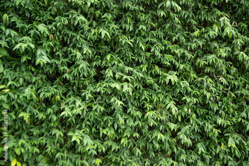 Green leaf texture background. Wallpaper leaf Surface natural green plants fresh wallpaper concept. Nature of green leaves pattern. Green leaf texture or leaf background. .