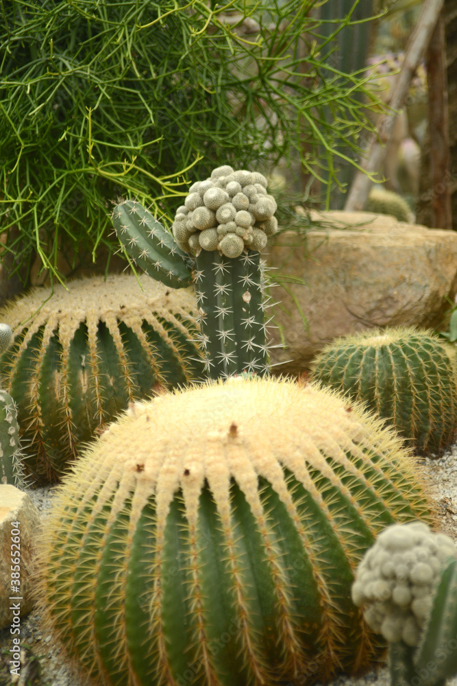 Thorn cactus plantation with many cactus background. Thorn cactus plantation with many cactus background.