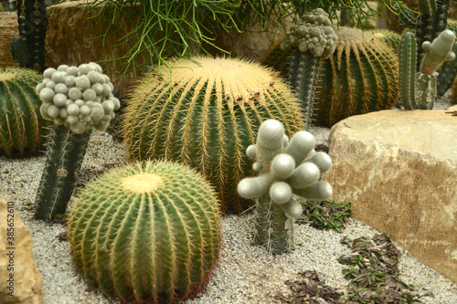 Thorn cactus plantation with many cactus background.