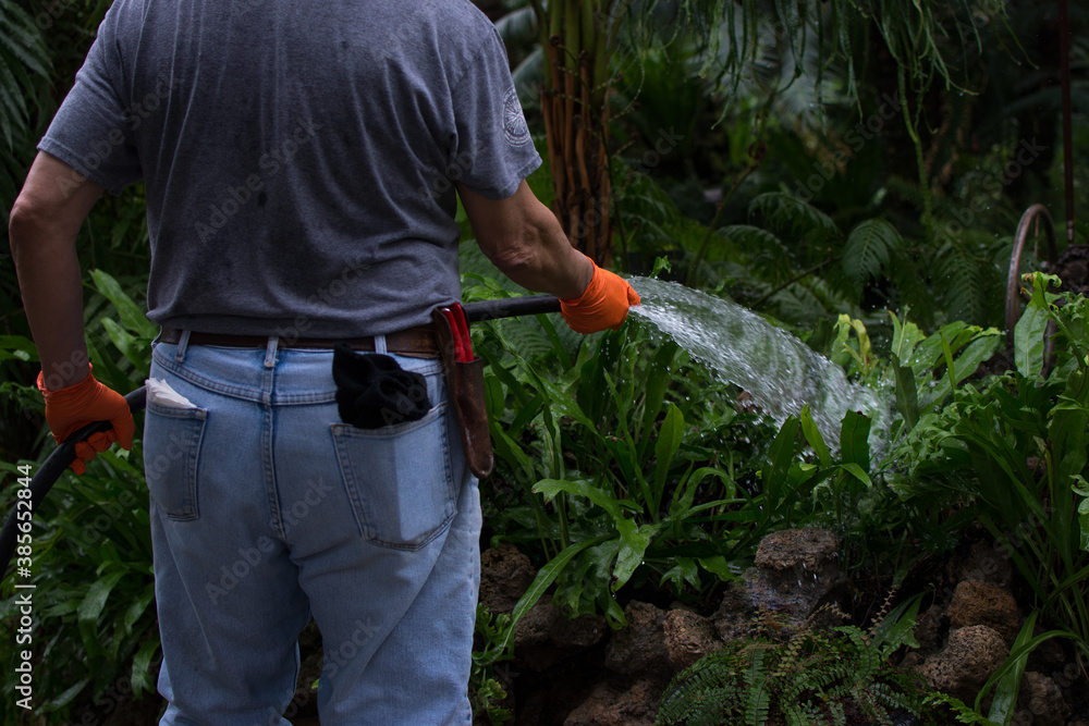 Obraz premium Gardener watering plants in botanical garden
