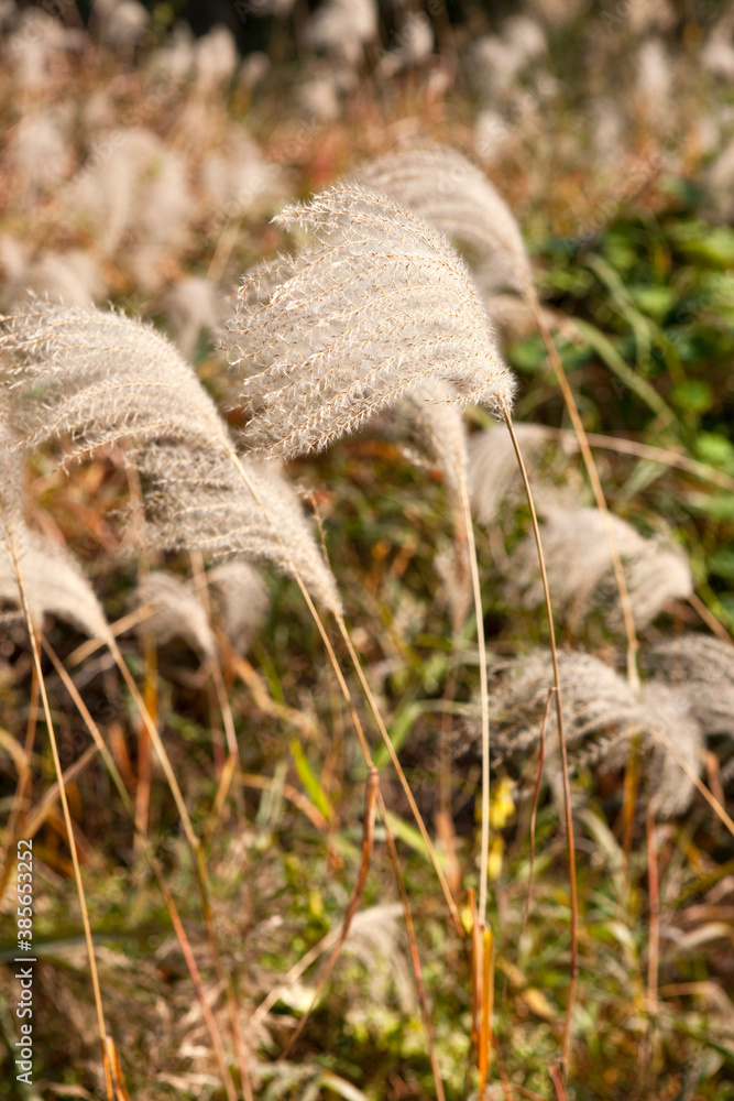 Obraz premium Silver grass in the autumn forest.