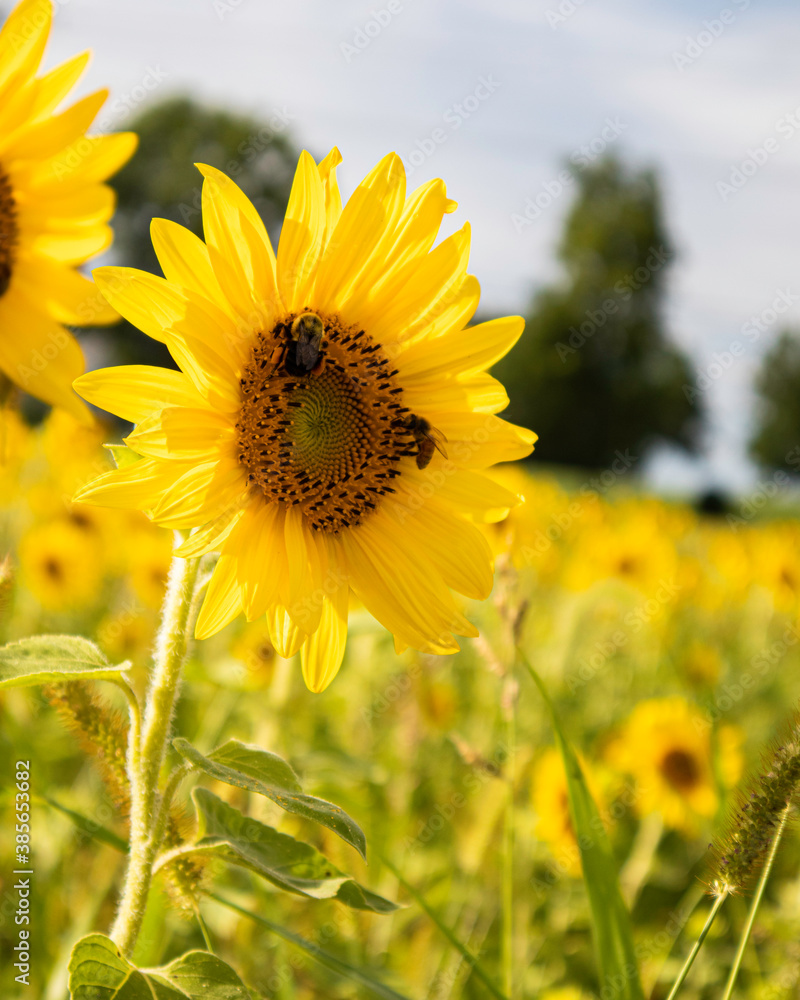 Obraz premium Bees on sunflower