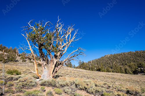 Εκτύπωση καμβά Ancient Bristlecone Pine Forest in the White Mountains of California