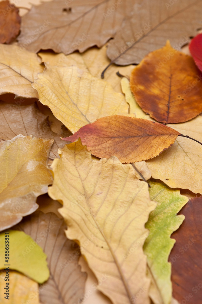 Various autumn fallen leaves background.
