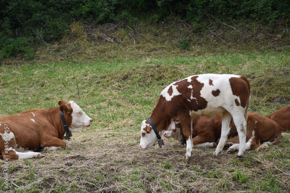 Cows