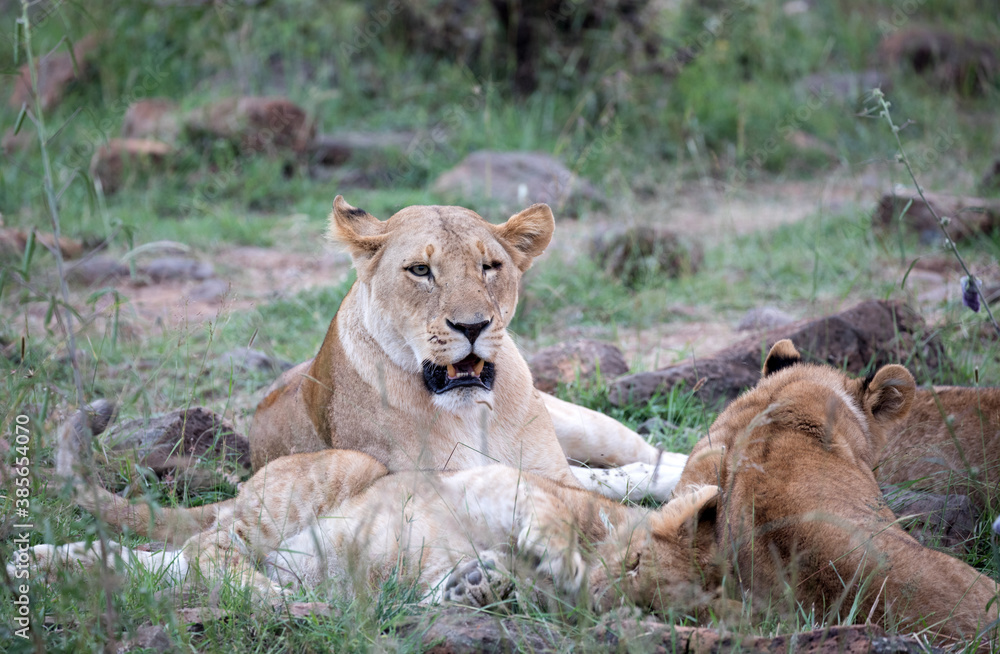 A Lion (panthers leo) with cubs in the early evening on a rock in northern Kenya. A Lion (panthers leo) with cubs in the early evening on a rock in northern Kenya.