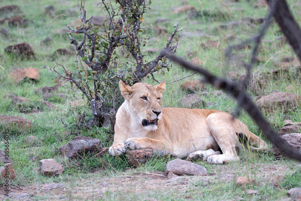 Fototapeta premium A Lion (panthers leo) cub in the early evening, in the Maasai Mara, northern Kenya. 