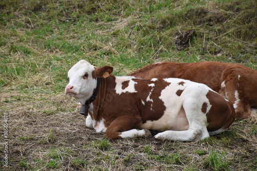 Cows © xabierruiz