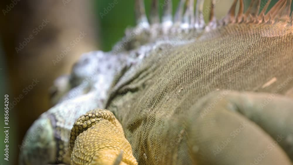 The breathing stomach of the huge iguana The breathing stomach of the huge iguana