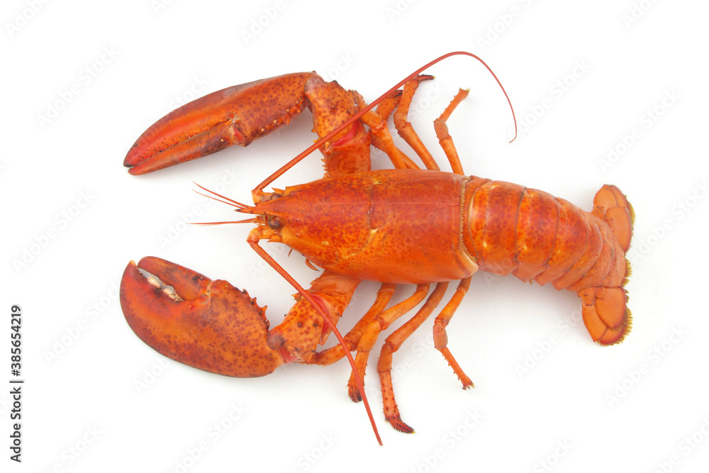 Cooked lobster isolated on white background, American lobster (Homarus americanus) Cooked lobster isolated on white background, American lobster (Homarus americanus)