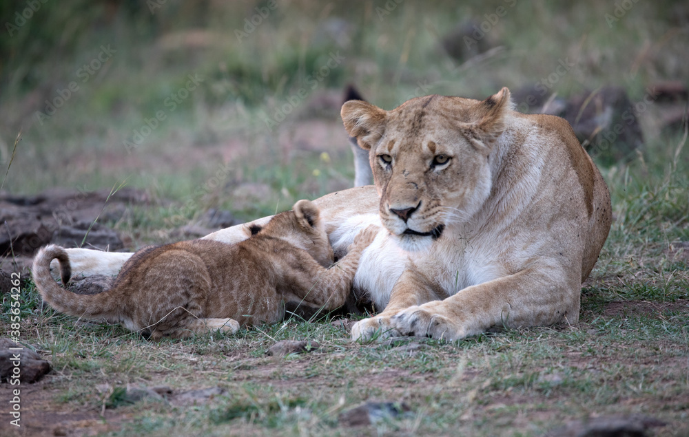 A Lion (panthers leo) feeding a cub in the early evening in northern Kenya. A Lion (panthers leo) feeding a cub in the early evening in northern Kenya.