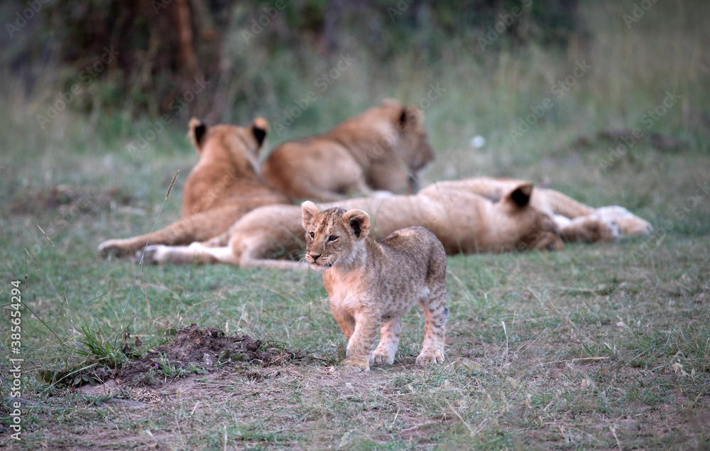 Fototapeta premium A Lion (panthers leo) with cubs in the early evening in northern Kenya.