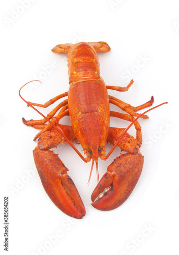 Cooked lobster isolated on white background, American lobster (Homarus americanus)	