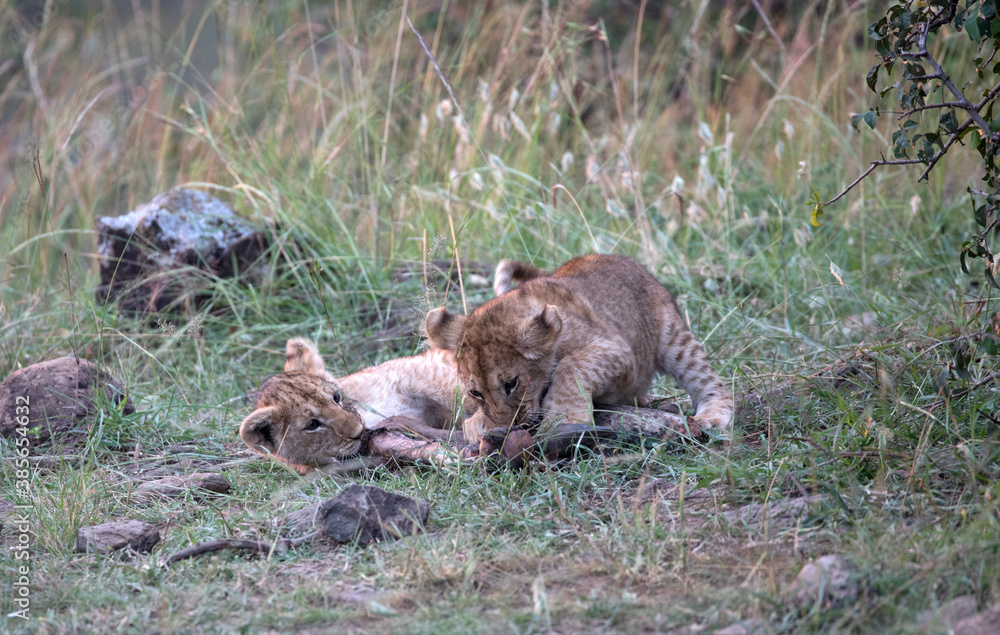 Lion (panthers leo) cubs in the early evening in northern Kenya. Lion (panthers leo) cubs in the early evening in northern Kenya.