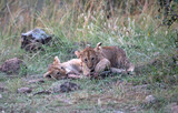 Lion (panthers leo) cubs in the early evening  in northern Kenya.