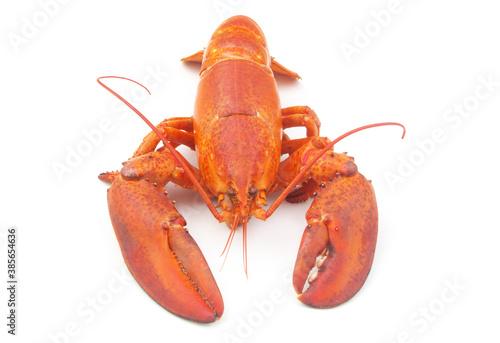 Cooked lobster isolated on white background  American lobster  Homarus americanus  