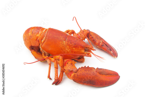 Cooked lobster isolated on white background, American lobster (Homarus americanus)	