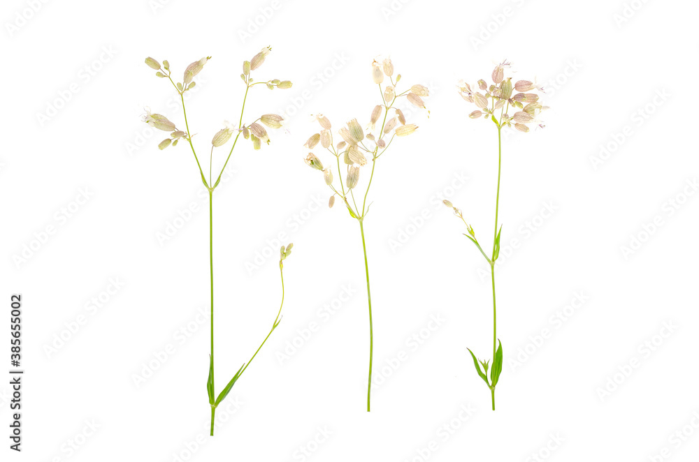 Wildflowers with original inflorescences isolated on white
