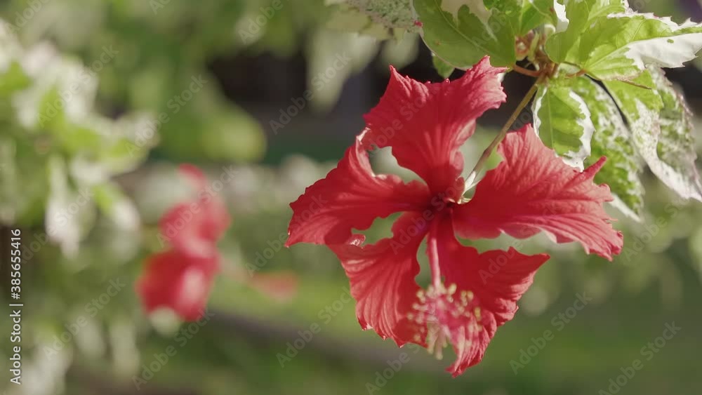 Rack focus of bright red tropical flower. Blurred background. 48 fps. Rack focus of bright red tropical flower. Blurred background. 48 fps.