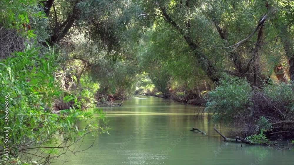 Beautiful green calm river through the forest of Danube Delta -low aerial Beautiful green calm river through the forest of Danube Delta -low aerial