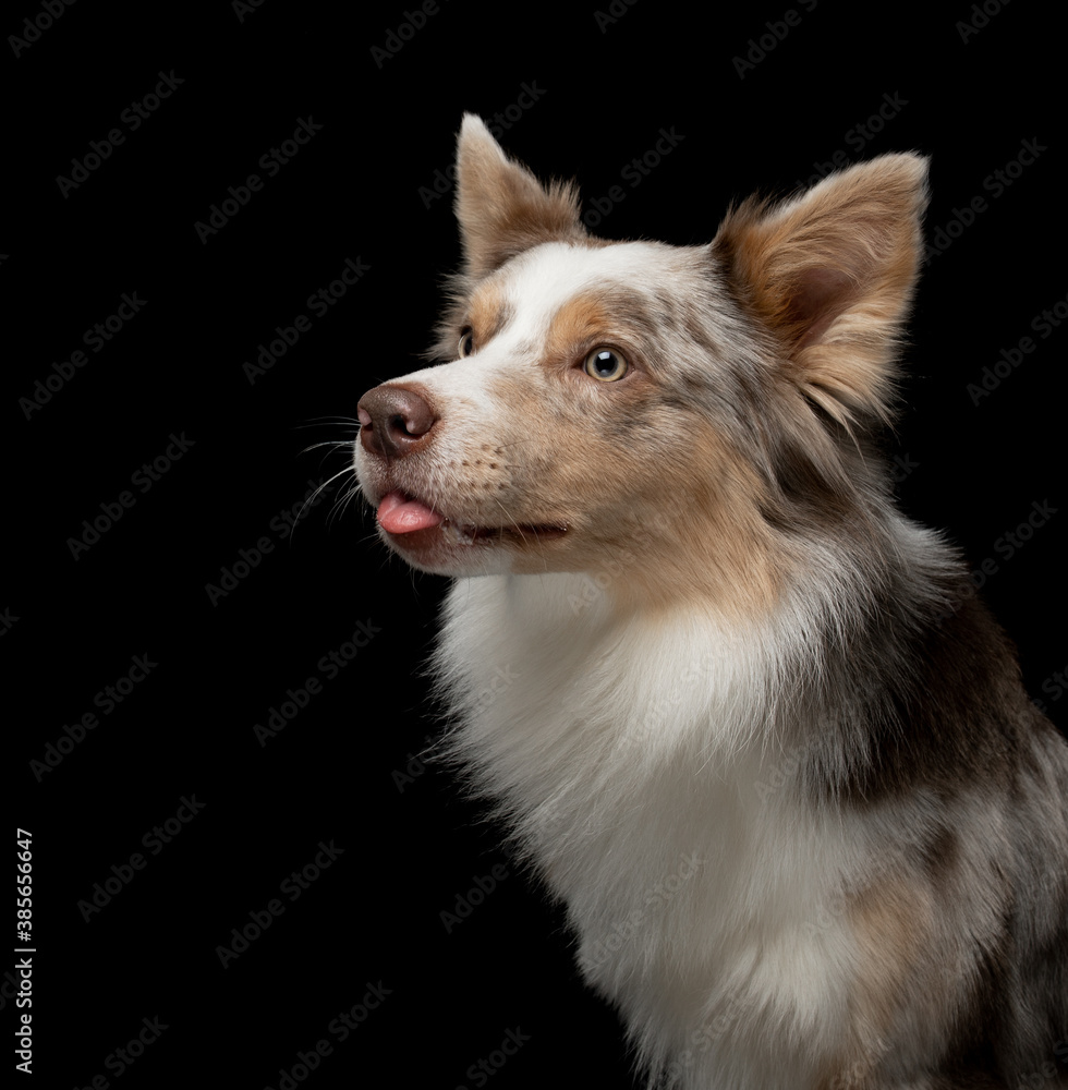 dog stuck out its tongue. border collie funny portrait. dog stuck out its tongue. border collie funny portrait.