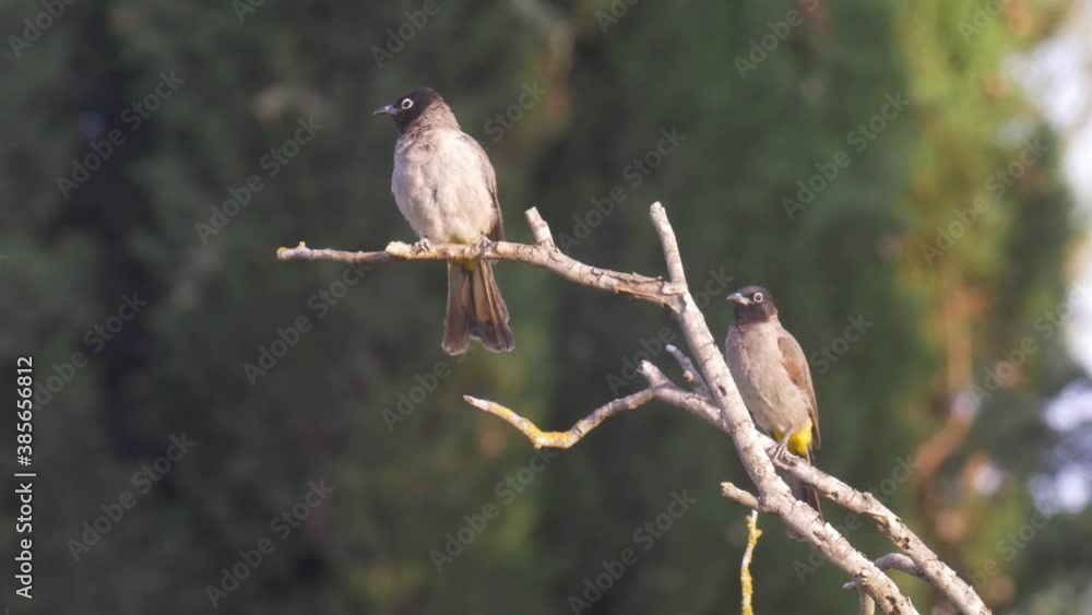 Yellow vented bulbul preening, Jerusalem, Israel
Medium shot Jerusalem,Israel October 2020
Yellow vented bulbul preening, Jerusalem, Israel
Medium shot Jerusalem,Israel October 2020