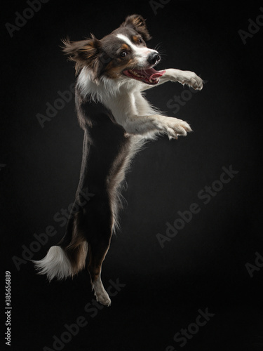 happy border collie jumping. Active dog in studio on black background.