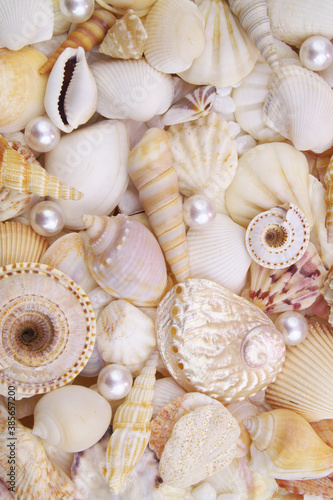 Seashells with pearls as background, sea shells collection 