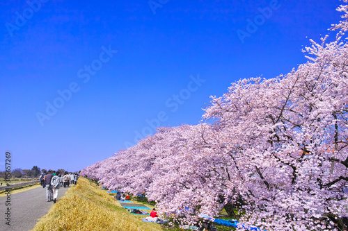 春の穏やかな日差しの熊谷桜堤の満開の桜と花見客