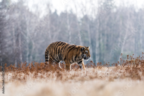Siberian Tiger running. Beautiful  dynamic and powerful photo of this majestic animal. Set in environment typical for this amazing animal. Birches and meadows
