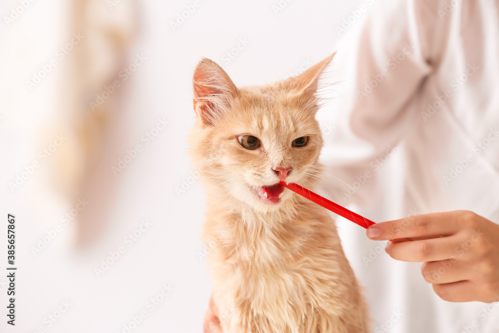 Veterinarian brushing cat's teeth in clinic Veterinarian brushing cat's teeth in clinic