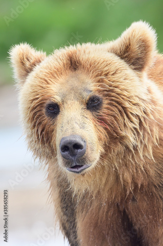 Rządząc krajobrazem, niedźwiedzie brunatne Kamczatki (Ursus arctos beringianus)