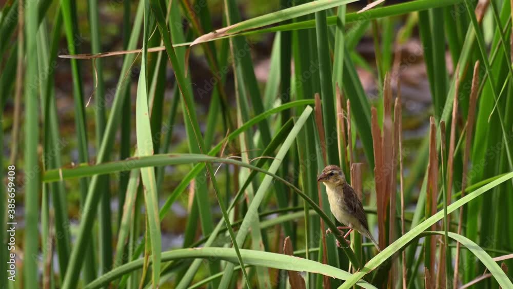 Asian Golden Weaver, Ploceus hypoxanthus; a female individual found perched on a blade of a long slender Bulrush leaf with food in the mouth as it is looking around facing the early morning sun. Asian Golden Weaver, Ploceus hypoxanthus; a female individual found perched on a blade of a long slender Bulrush leaf with food in the mouth as it is looking around facing the early morning sun.